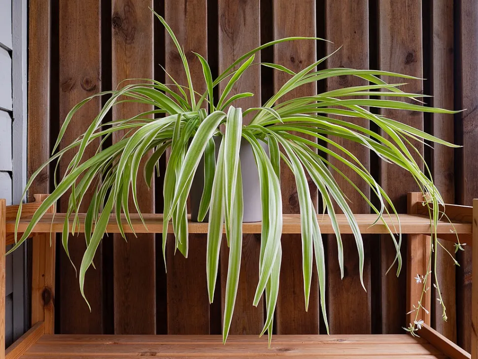 Easy to care for, the spider plant is ideal for beginners - Photo by W. Carter / Wikipedia