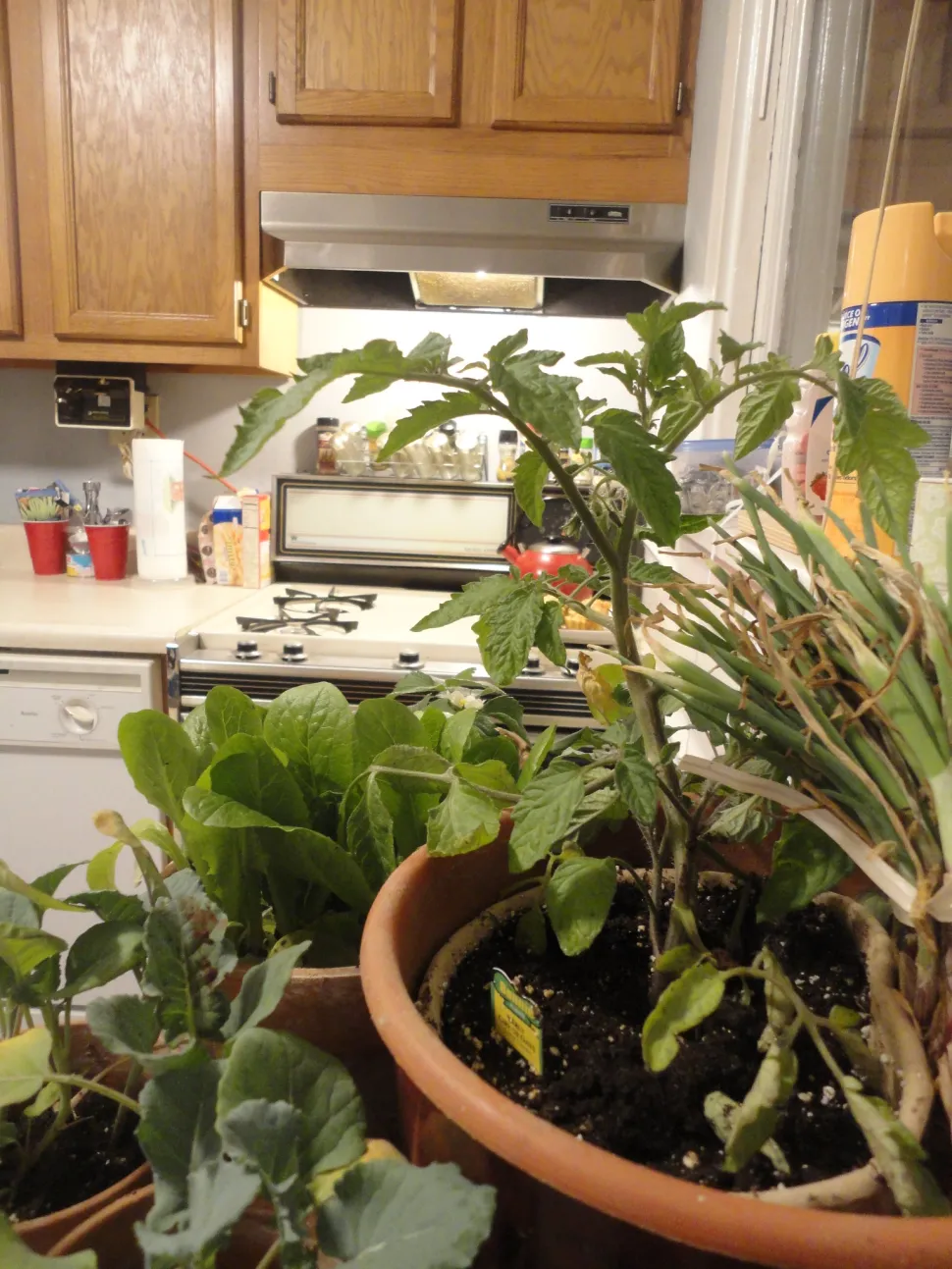 With aromatic plants in the kitchen, you'll think you're a top chef - Photo by Paul Sableman/ flickr