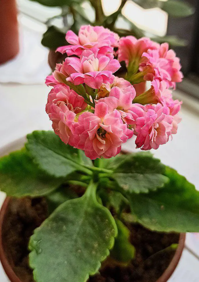 Auch die Kalanchoe gehört zu den für Tiere giftigen Pflanzen – Foto von ImomovaM / Wikipedia