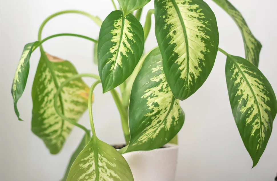 Die Dieffenbachia wächst nicht nur schnell, sondern ist auch ziemlich tolerant gegenüber Vergesslichkeit und zu viel Wasser
