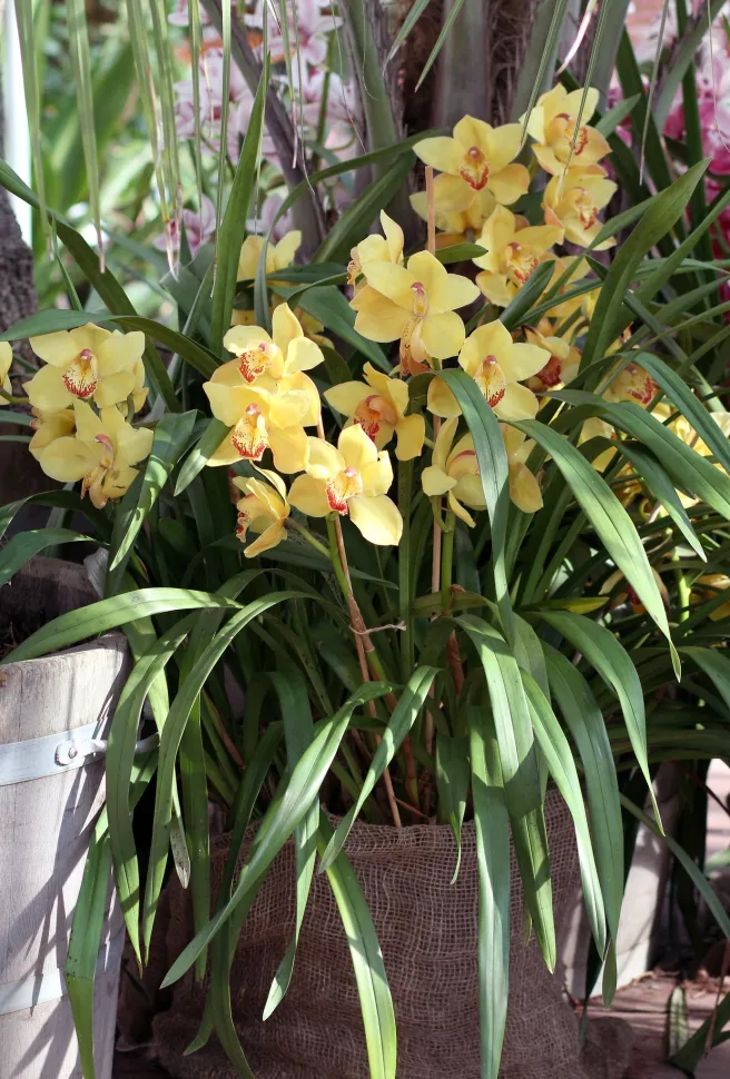 Tag din Cymbidium-orkidé med udenfor om sommeren, hvis du vil have den til at blomstre igen - Foto: Maja Dumat / Flickr