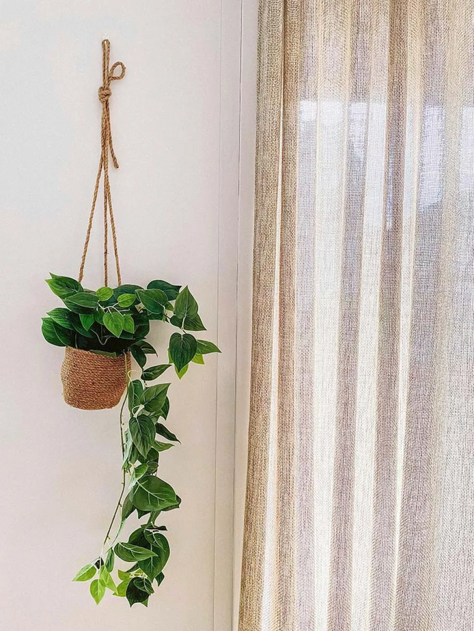 No inverno e no interior, as plantas não se importam com a luz direta - Foto de Yomi Ajilore / Pexels