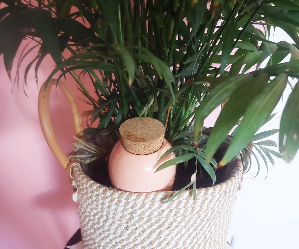 Ollas betyder, at du ikke behøver at flytte planten for at vande den eller tømme det vand, der stagnerer i potten