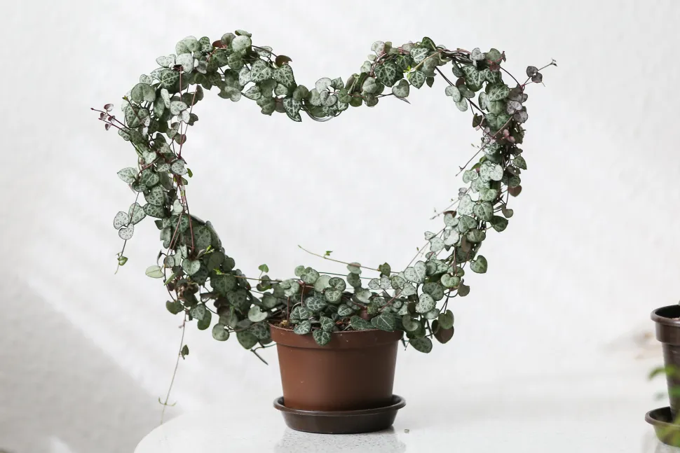 Per i più romantici, fate arrampicare la vostra Ceropegia woodi su un supporto a forma di cuore - Foto di Maja Dumat