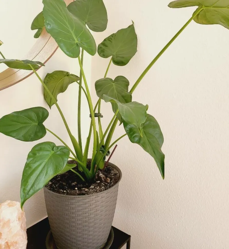 De hartvormige bladeren van de Alocasia cucullata Foto door E. Unek / Plantnet