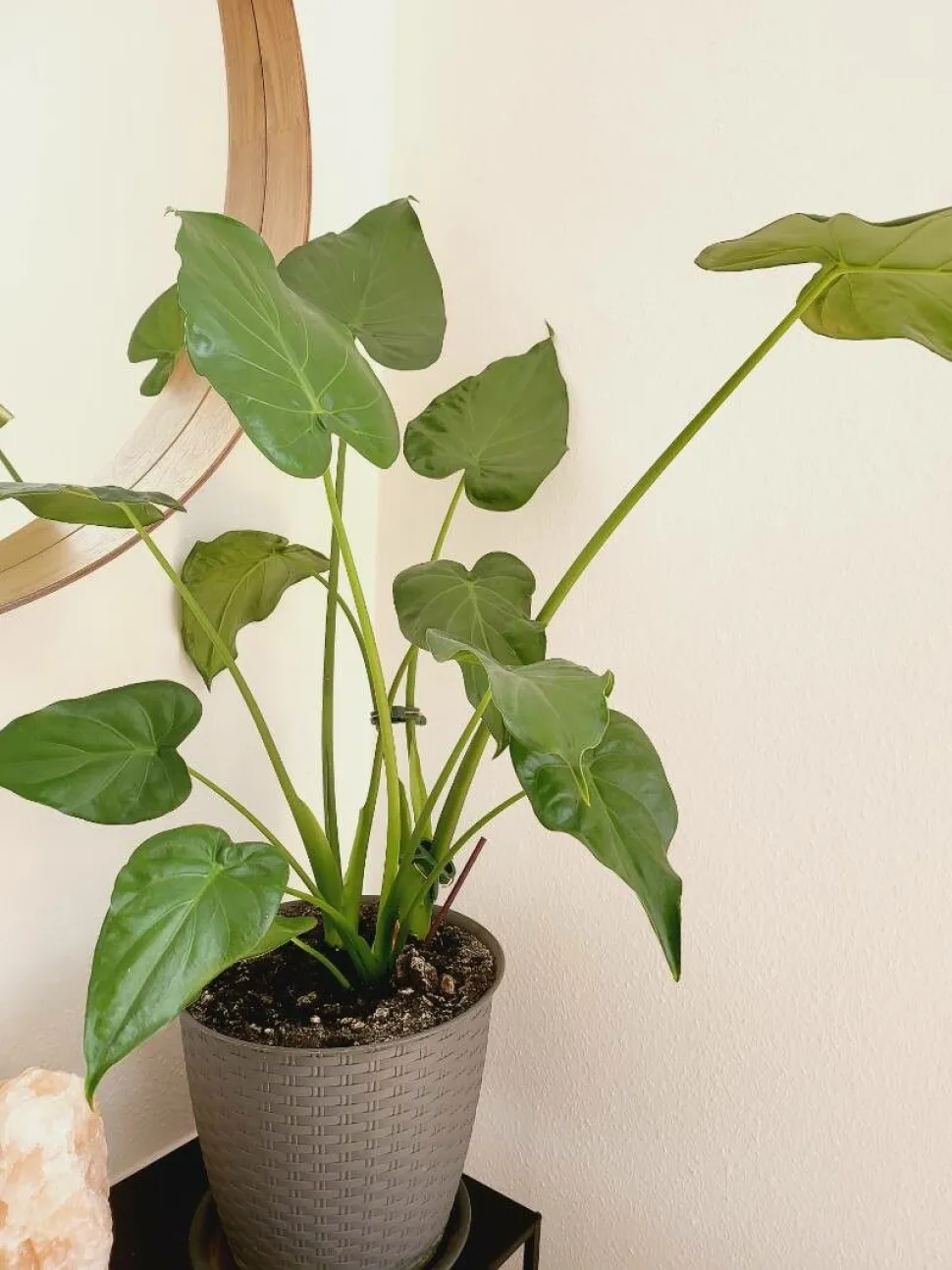 Die herzförmigen Blätter der Alocasia cucullata Foto von E. Unek / Plantnet