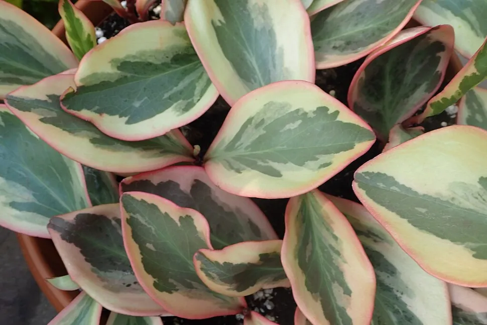 Die Peperomia clusiifolia 'Jelly' zeigt eher pastellfarbene Nuancen - Foto von Krzysztof Ziarnek / Wikipedia