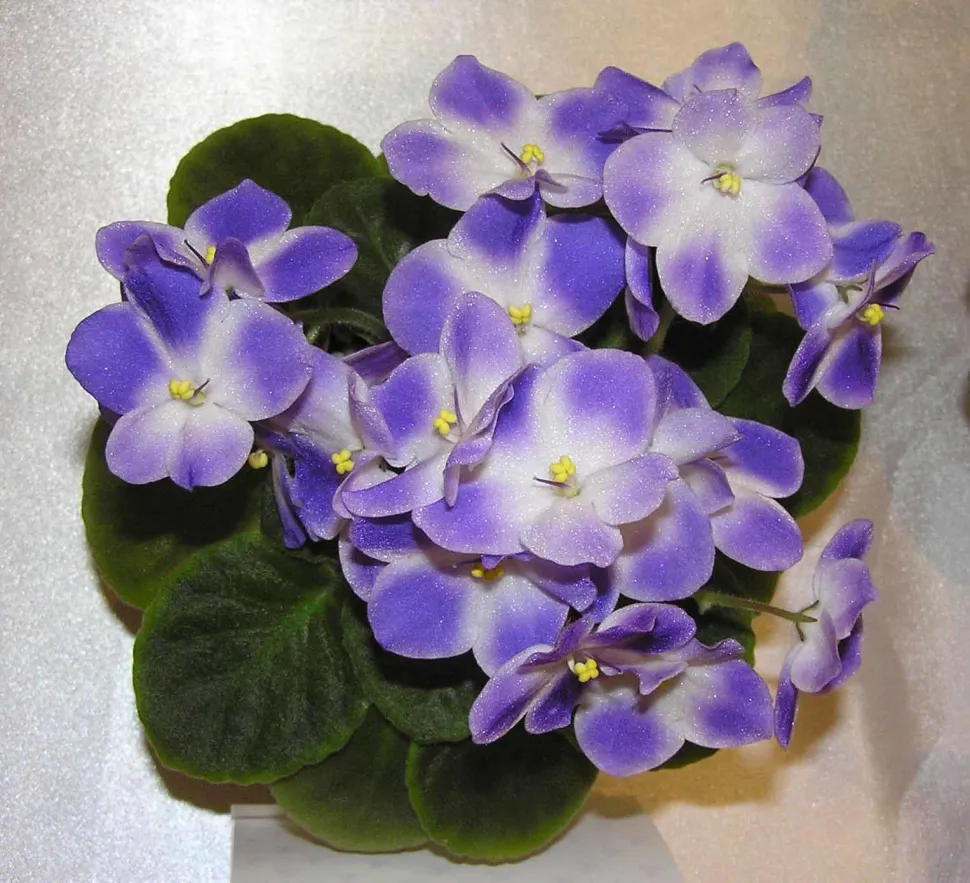 Saintpaulias blomster er kun et par centimeter lange - Foto: HQ Flower Guide / Flickr