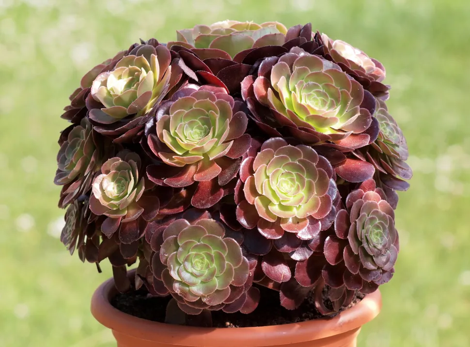 Er zijn rode, groene en zwarte aeoniums verkrijgbaar. Foto door Dornenwolf/ Flickr