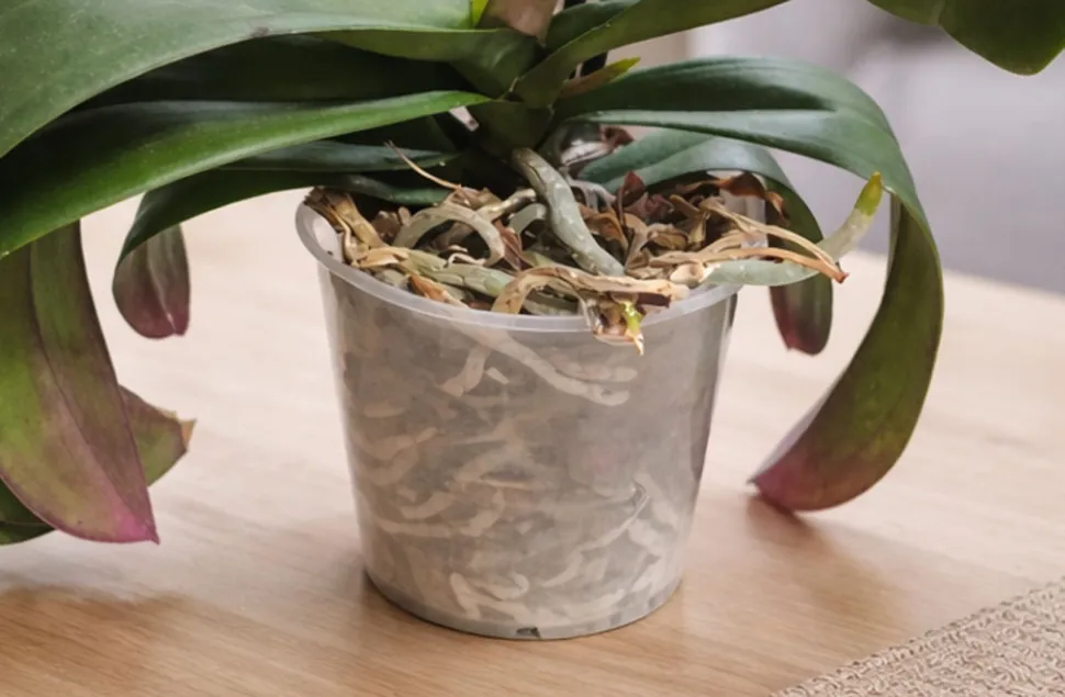As raízes cinzentas e enrugadas são sinal de falta de rega — Foto de Peinado Lucrecia / Plantnet