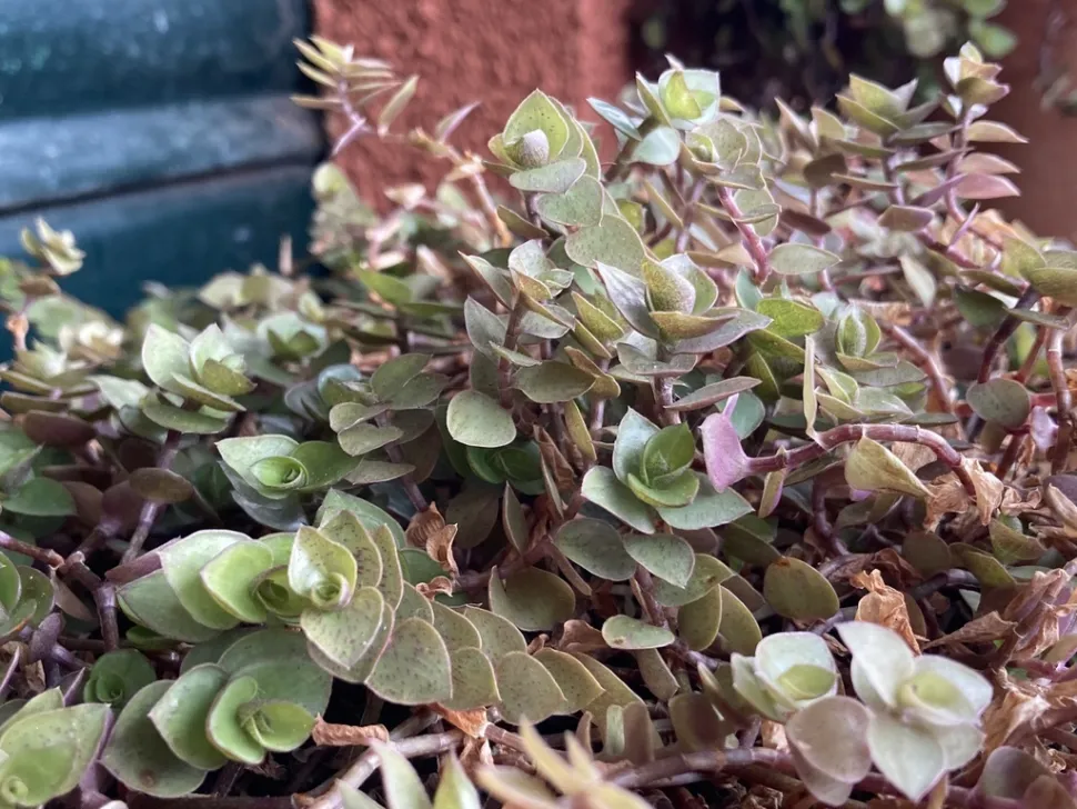 Die Kriechende Callisia repens ist nicht giftig. Halten Sie sie aber von Ihrer Schildkröte oder Ihrem Kaninchen fern. Sie könnten sie fressen - Foto von Marc Riera / iNaturalist