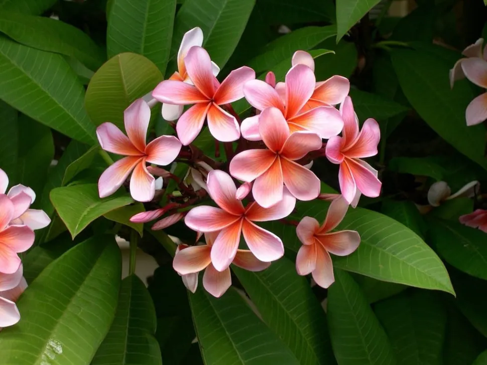 L'aspetto ceroso dei fiori li rende quasi irreali.
