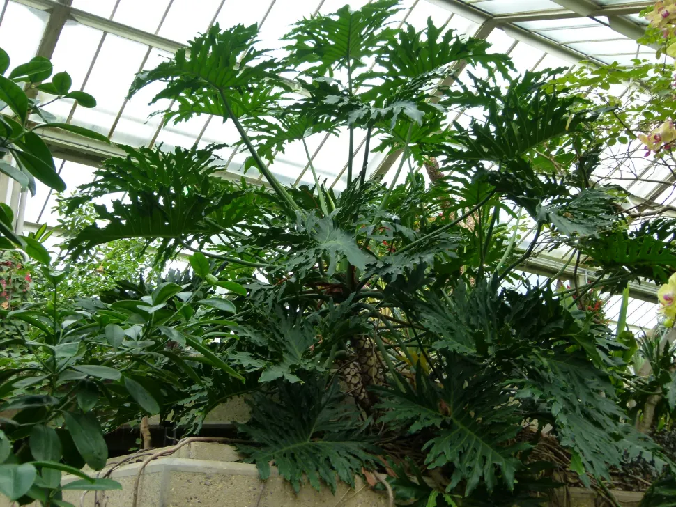 ¿Algo que esconder? Escóndelo al pie de tu Philodendron bipinnatifidum - Foto de Jungle Rebel / Flickr