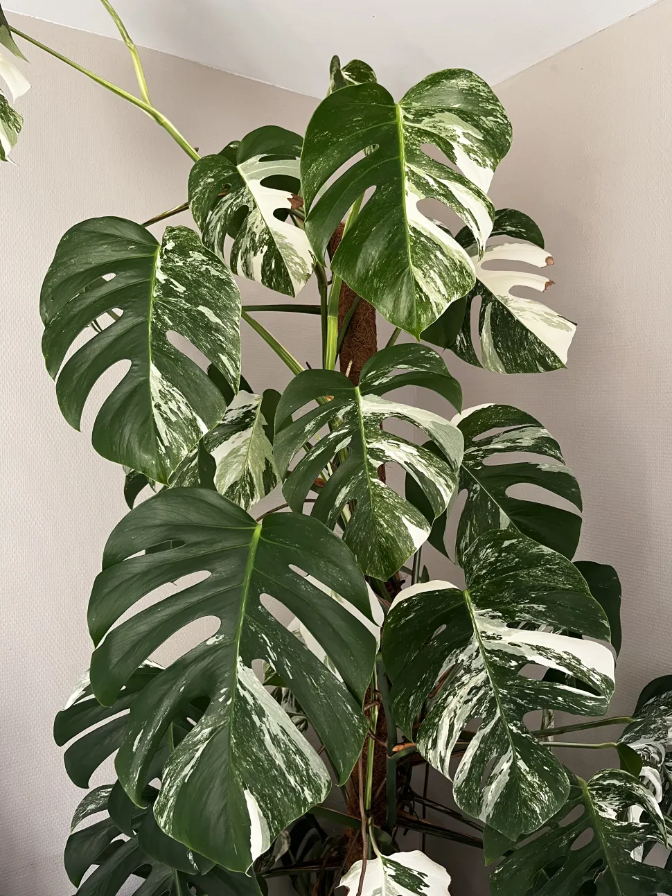 Monstera variegata, una pianta esigente ma gratificante