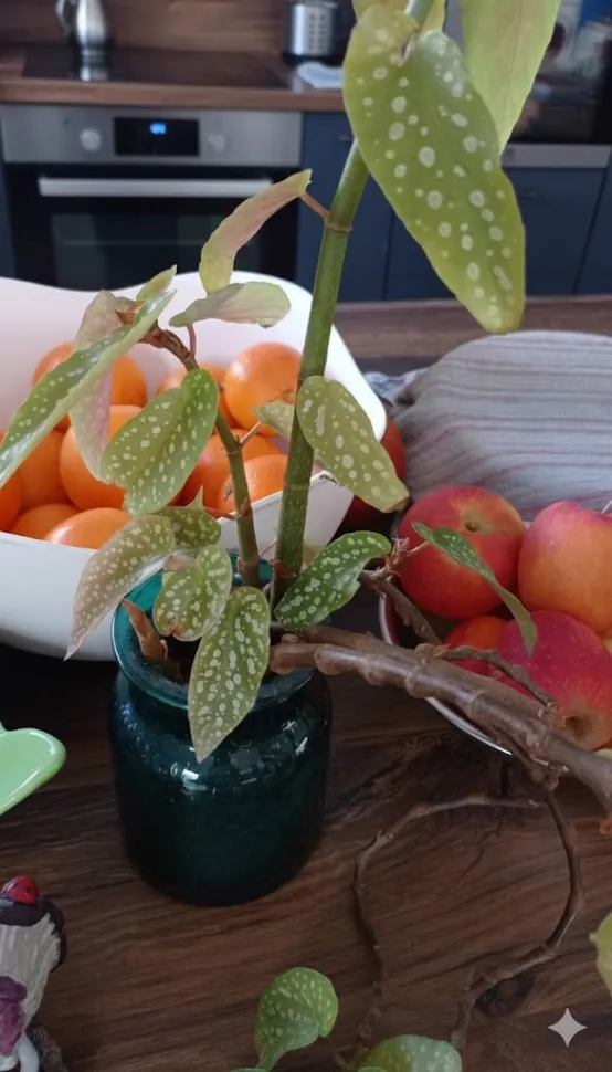Im Haus blüht die Begonia maculata zwischen März und Oktober. Foto von JCA / Plantnet