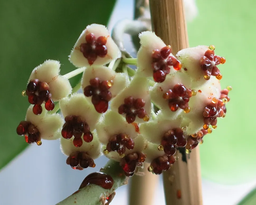 Hoya bloemen hebben de bijnaam porseleinen bloemen - Foto door Tangopaso / Wikipedia