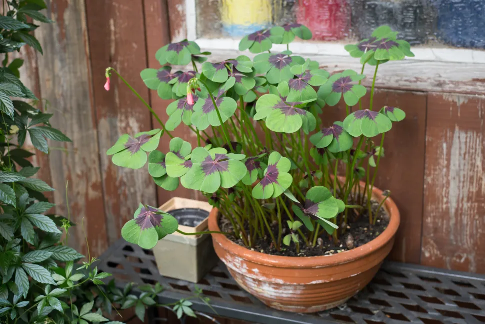 Die Blütezeit des Oxalis tetraphylla dauert von Mai bis Juli - Foto von Maja Dumat / Flickr