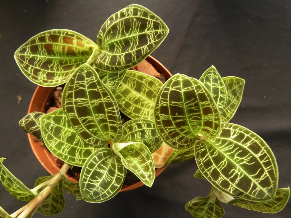 La Macodes petola también pertenece a la familia de las orquídeas joya - Foto de JMK / Wikipedia