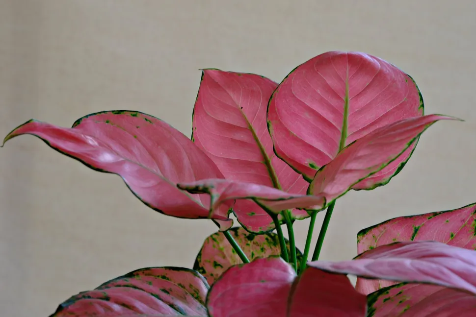 La Aglaonema es una de las plantas más fáciles de cultivar - Foto de Hartono Subagio /Pixabay