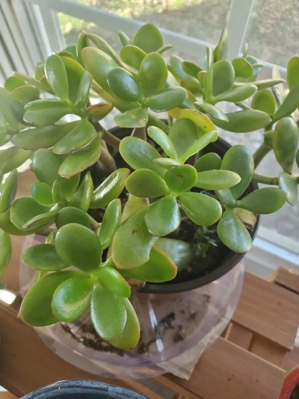 To make matters worse, the jade tree brings good luck - Photo by Julia Winsch