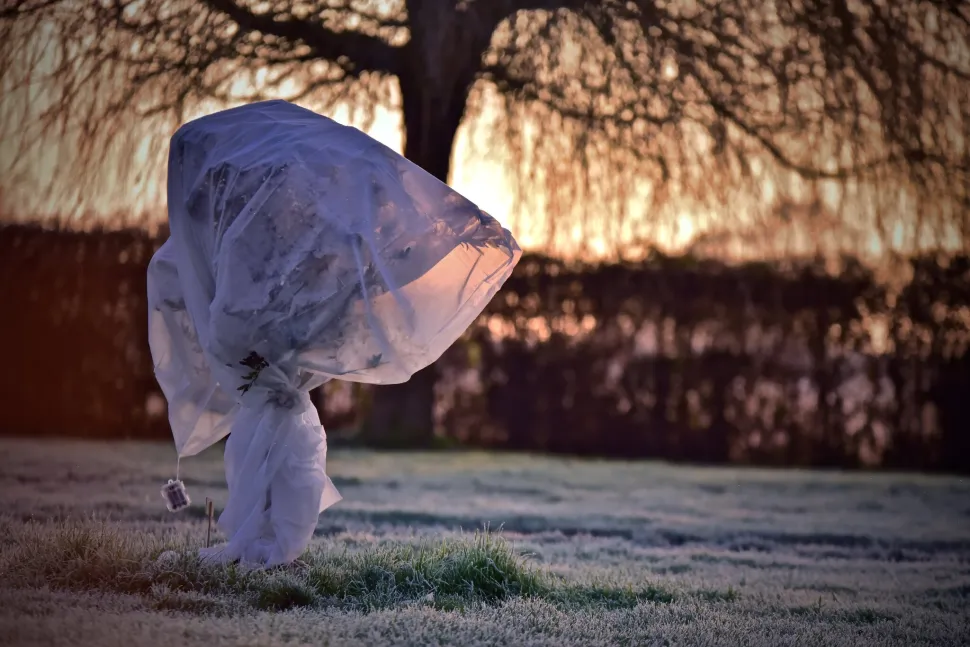 Ein Baum, der mit einem Wintervlies geschützt ist Foto von Jihad Alachkar (Quelle: Flickr)