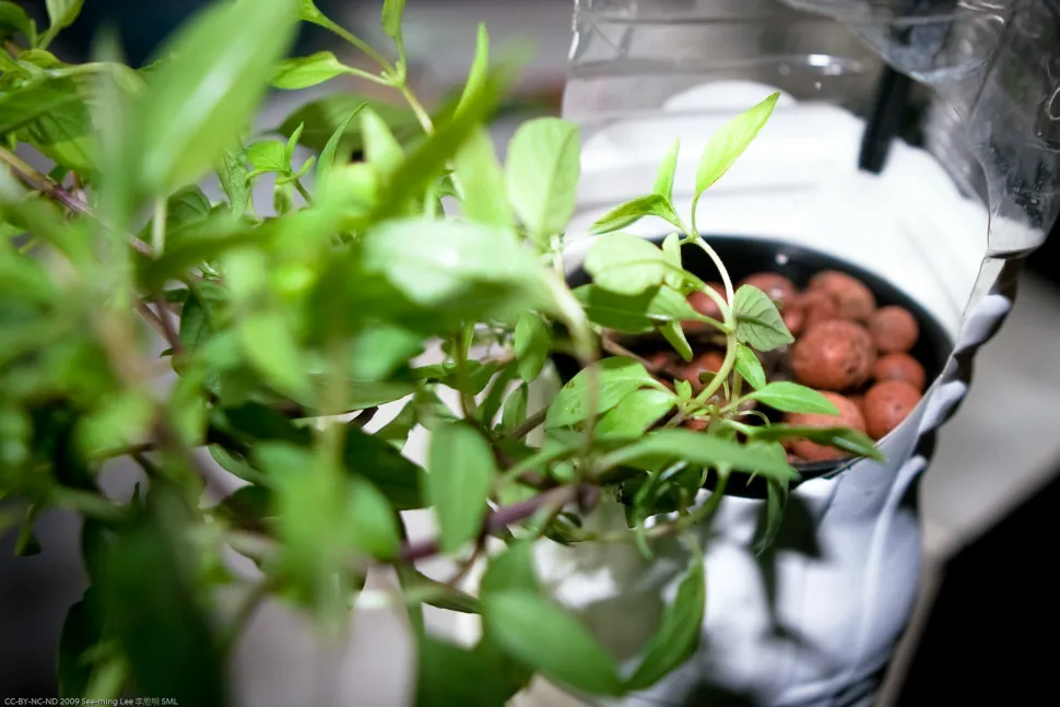 Always have fresh basil on hand thanks to the hydro culutre. Photo by See-ming Lee / Flickr