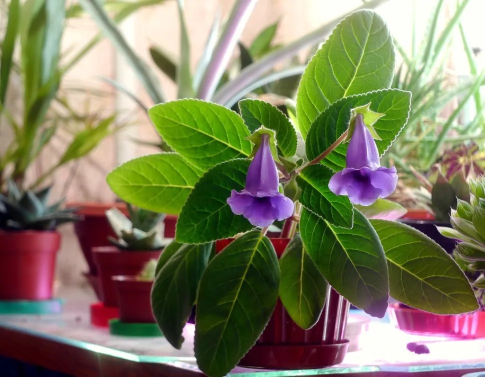 Blomstrende planter som Gloxina kan også være XXS - Foto af Roman /iNaturalist