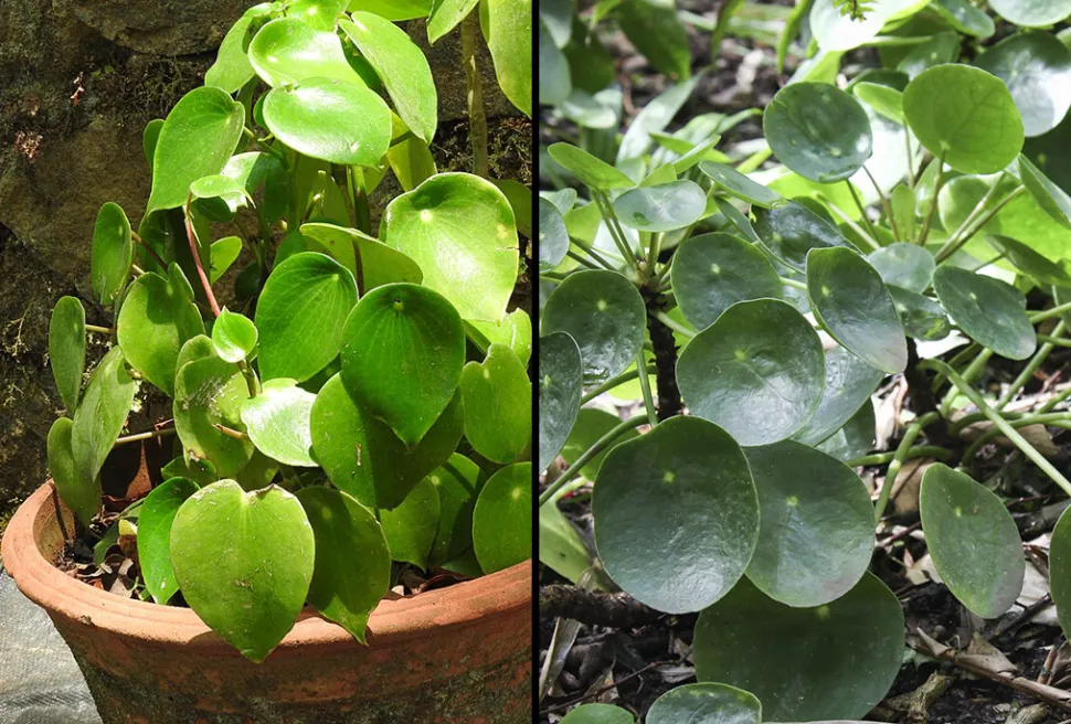 Links, Peperomia raindrop (Foto von Yercaud Elango / Wikipedia) * Rechts, Pilea peperomioides (Foto von Maja Dumat / Flidkr)