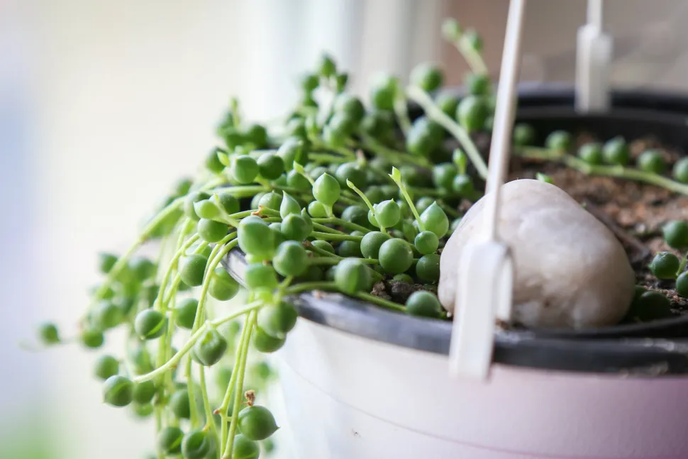 You can also cut several stems in the same pot - Photo by Maja Dumat / Flickr
