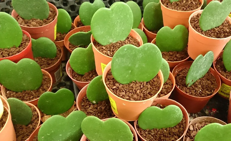 Hoya kerrii are often solitary hearts - Photo by Mokkie / Wikipedia