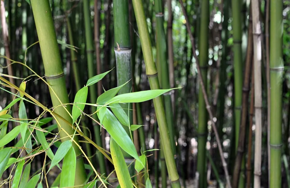 Il bambù è una di quelle piante che ci pentiamo di aver piantato - Foto di Citron / Wikipedia