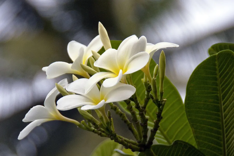Frangipani-blomsterne har en duft, der minder om mandel eller vanilje - Foto: Hafiz Issadeen / Flickr