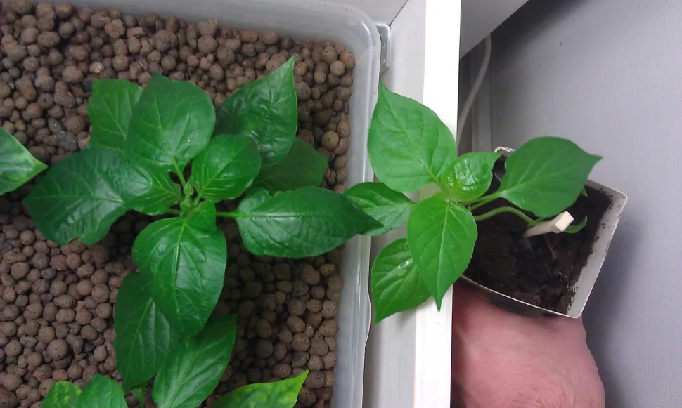 Sommigen beweren dat hydroponisch gekweekte planten sneller groeien - Foto door Mannewaar /Flickr