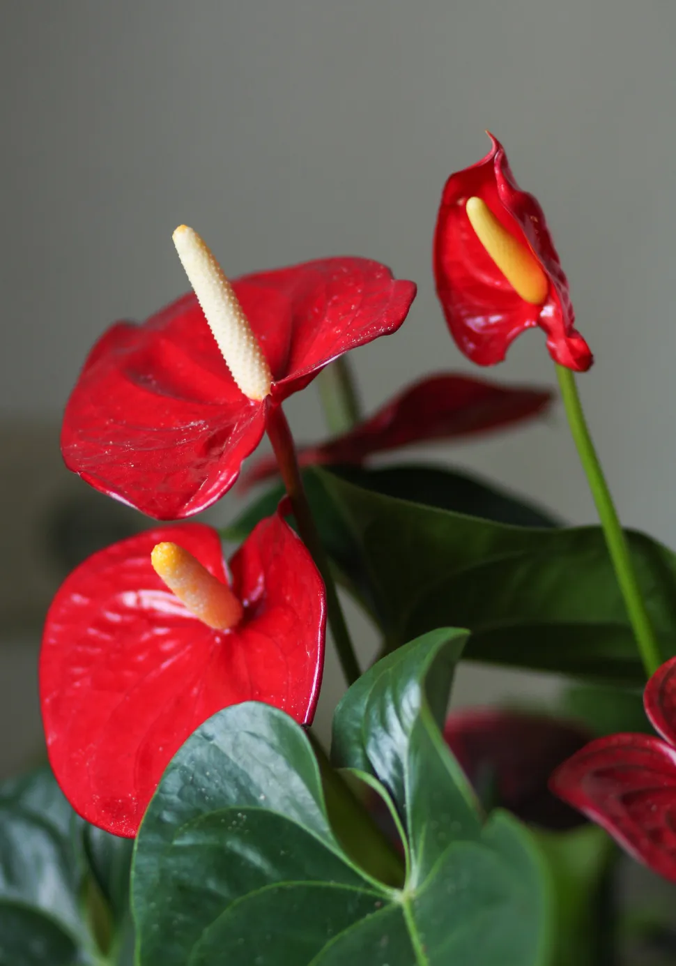 I rødt og grønt har denne anthurium fået julens farver - Foto: Maja Dumat / Flickr
