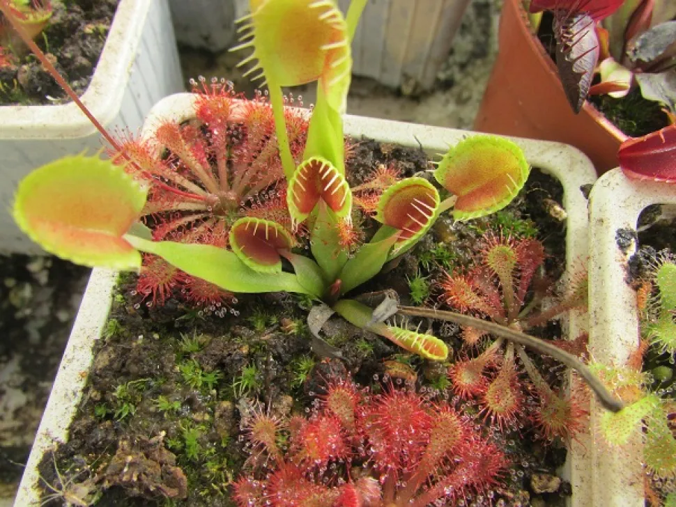 Verschillende soorten kunnen dezelfde pot delen, op voorwaarde dat ze dezelfde behoeften hebben - Foto door Carnivorasland / Flickr