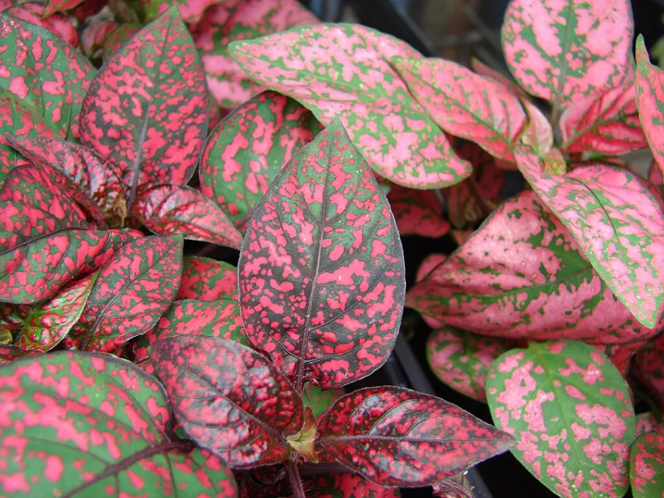 Il colore delle lamine e delle macchie dell'Hypoestes phyllostachya varia a seconda della cultivar - Foto di Forest e Kim Starr / Wikipedia