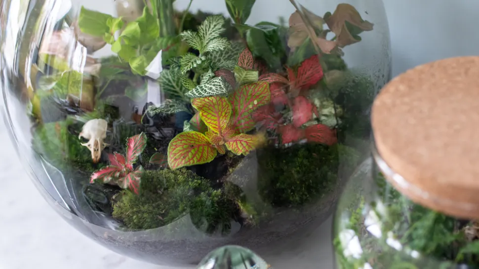 La Fittonia y la Hypoestes aportan color – Foto de Jans Martino