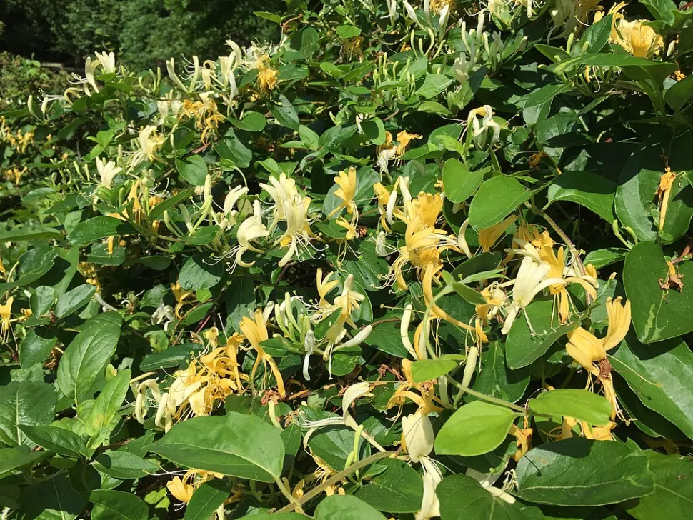 Japansk kaprifolie har normalt gule blomster. Der findes dog også sorter med lyserøde eller røde blomster. Foto af Famartin / Wikipedia