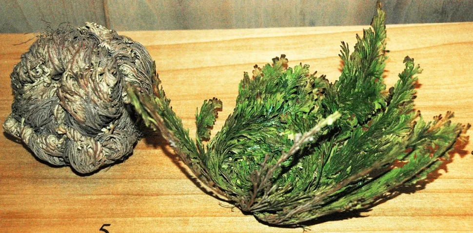 Die Rose von Jericho zeigt uns ihr bestes Vorher/Nachher - Foto von James St. John / Wkipedia