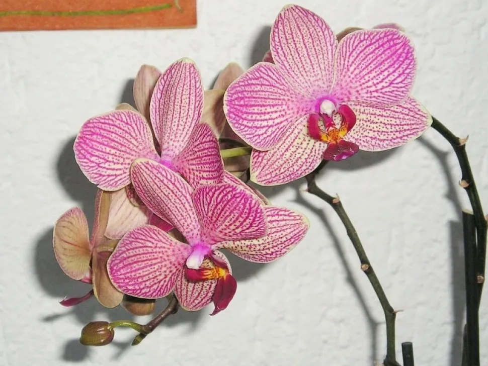 Parece que Barbie tiene una en su Casa de los Sueños - Foto de Maja Dumat / Flickr