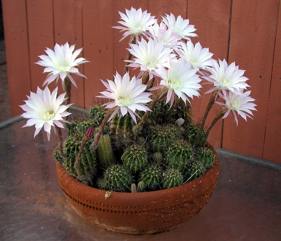 Na een paar jaar produceert de zee-egelcactus scheuten. Foto door Alan Levine / Wikipedia