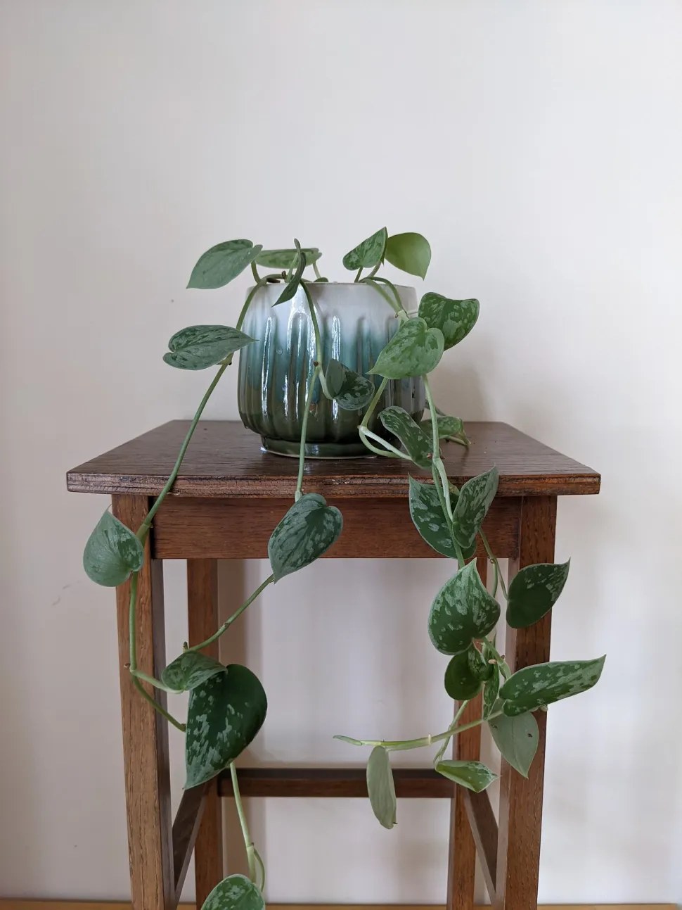 Einfach und elegant, der Pothos ist eine perfekte Hängeampel für Anfänger - Foto von Blueleaf22 / Flickr