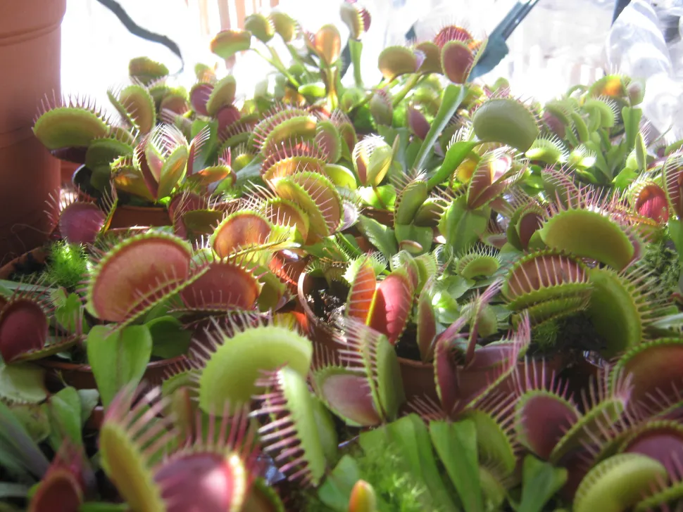 Vleesetende planten, het ultieme niveau van tuinieren – Foto door Carnivorasland / Flickr