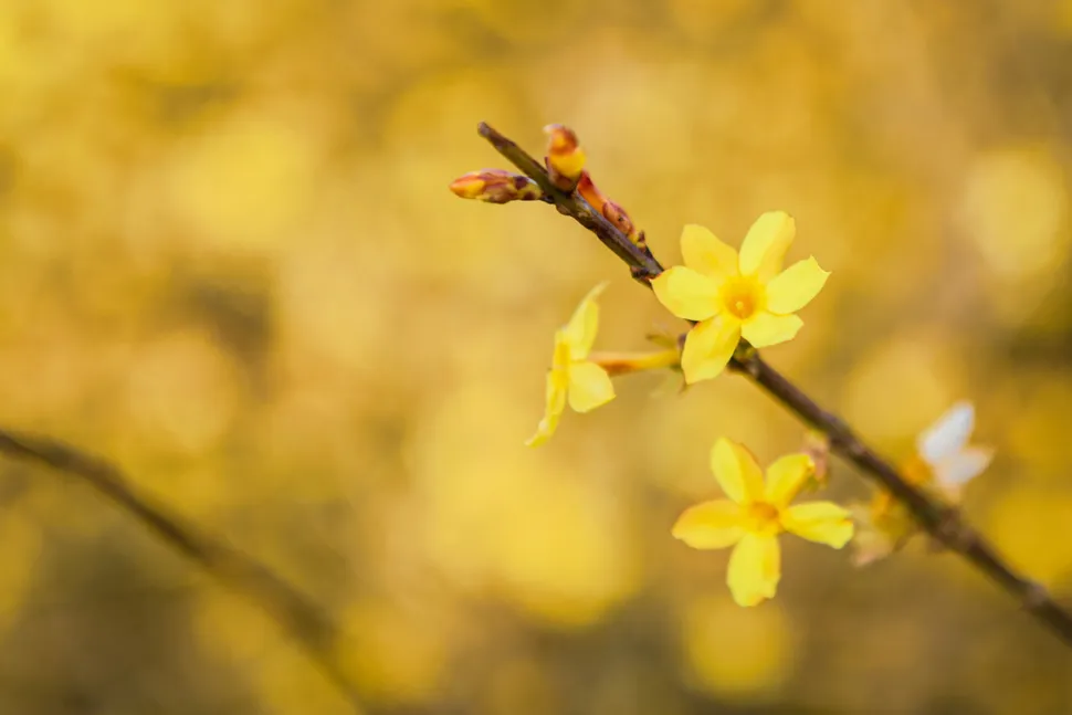 No necesitas hojas cuando tienes flores como éstas - Foto de Yi Chen / inaturalist