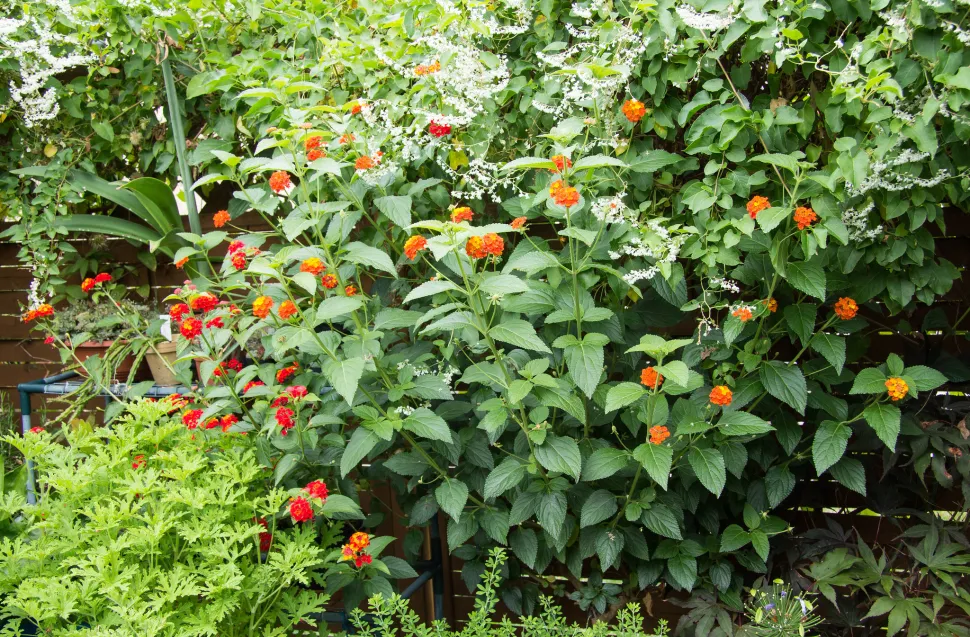 La lantana è tossica per gli animali.