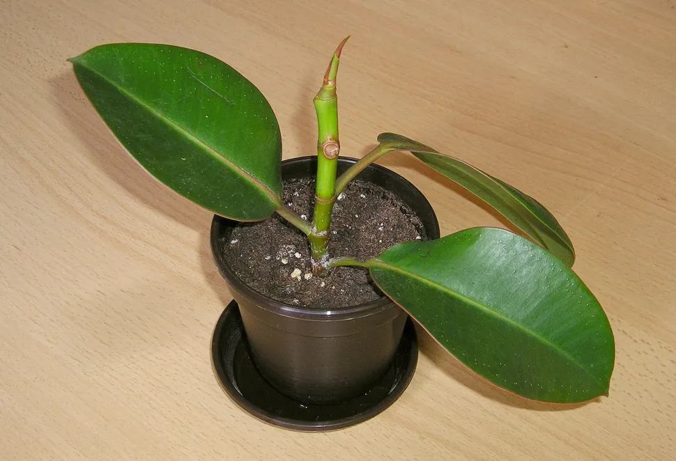 When new leaves appear, your cutting has taken - Photo by Maja Dumat / Flickr