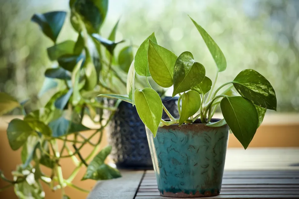 El potos, una planta de crecimiento vertiginoso, es una auténtica máquina de esquejes – Foto de Luisella Planeta /Pixabay