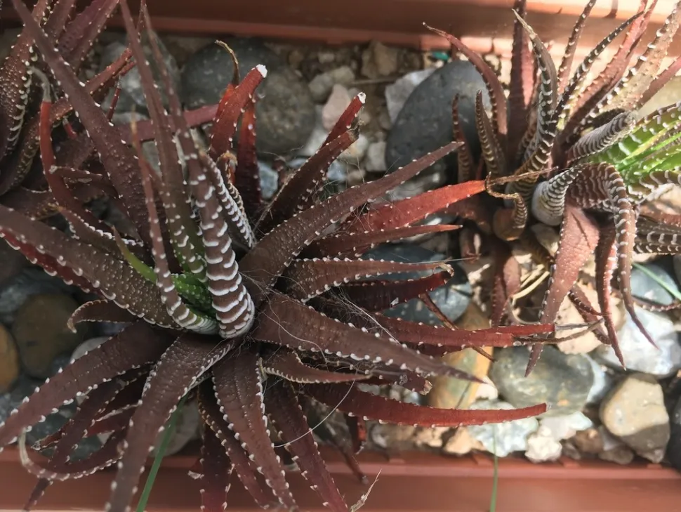 Avec le soleil, l'Haworthia fasciata se colore de rouge - Photo par Luis Parravicini / iNaturalist