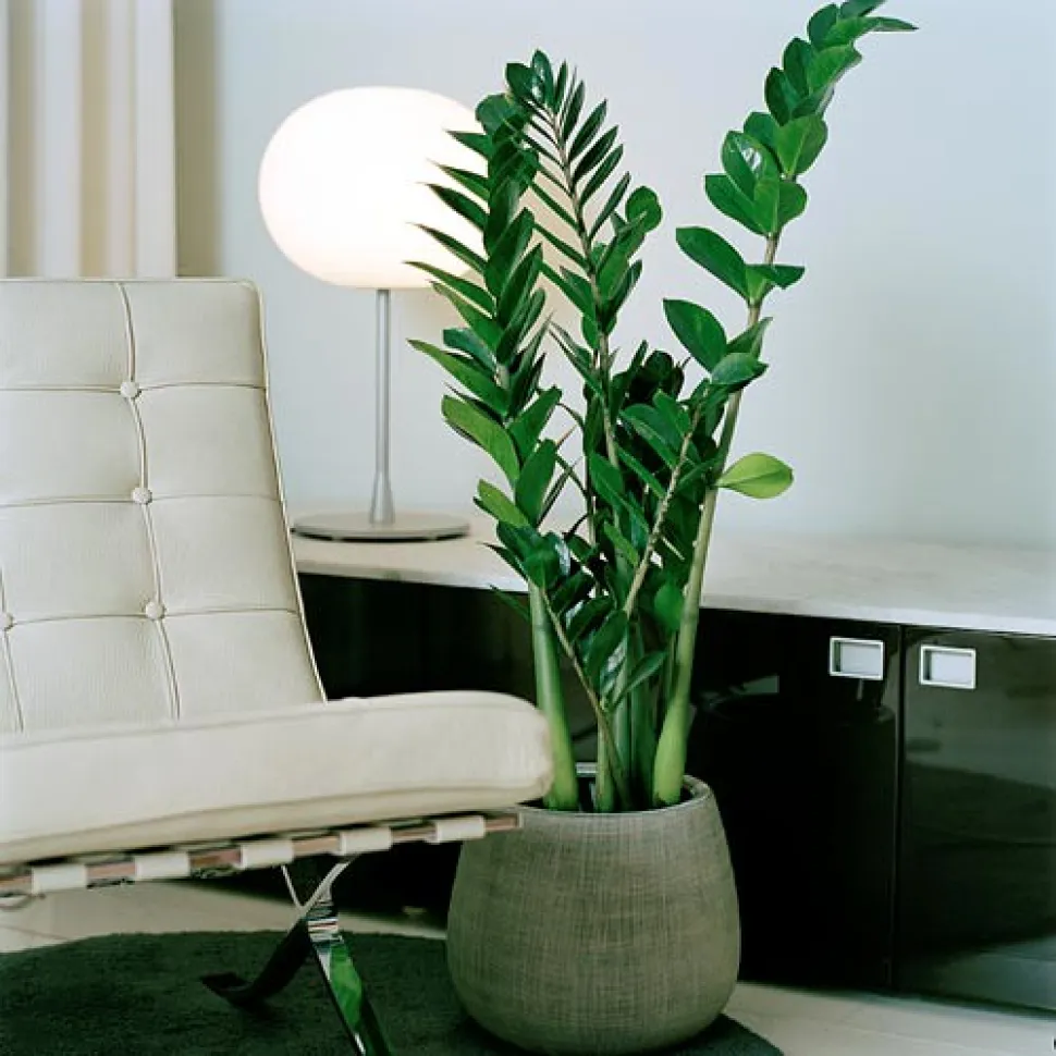 Incredibile e facile da curare, la pianta ZZ è perfetta per la casa o l'ufficio - Foto di Jukka Heinonen