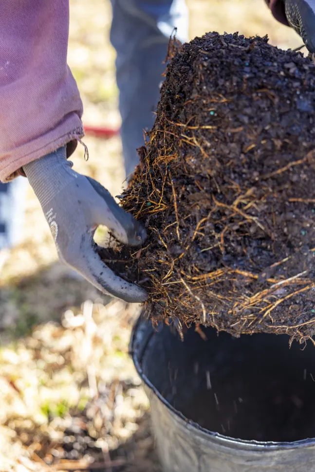 Tirare fuori la pianta dal vaso ti permetterà anche di vedere le radici – Foto di Alabama extension / Flickr Quando